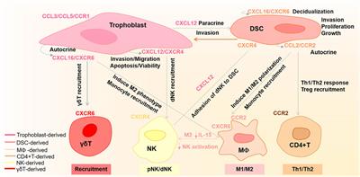 Regulation and Function of Chemokines at the Maternal–Fetal Interface